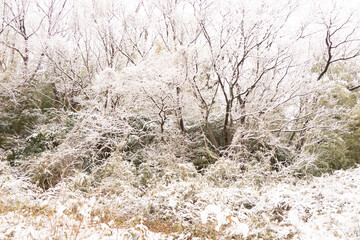 雪を被った木々