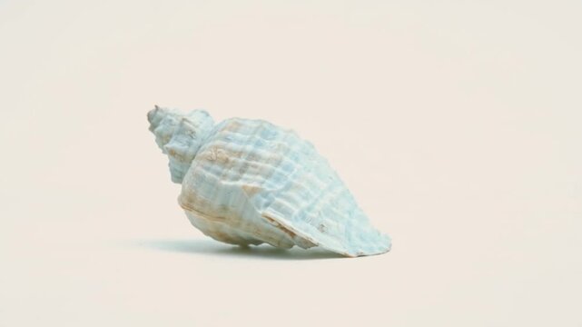 sea shell on a white background
