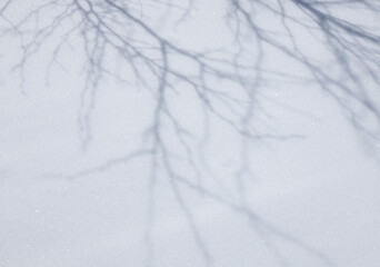 雪に映る木の影
