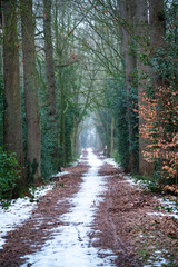 Fototapeta premium Snow-covered forest path, lined with tall trees, in a tranquil winter landscape, hike through the Hopener Forest in 49393 Lohne, Vechta district, Germany