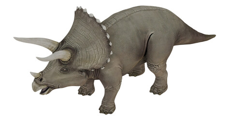 Realistic triceratops dinosaur model on white background © Ilie