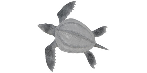 Gray sea turtle swimming gracefully.