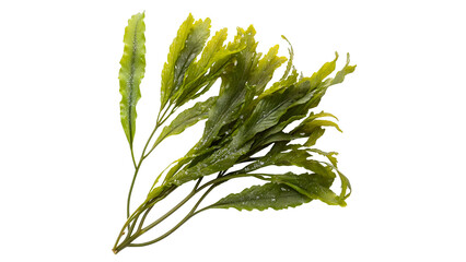 Fresh seaweed  isolated on transparent background © Hanna