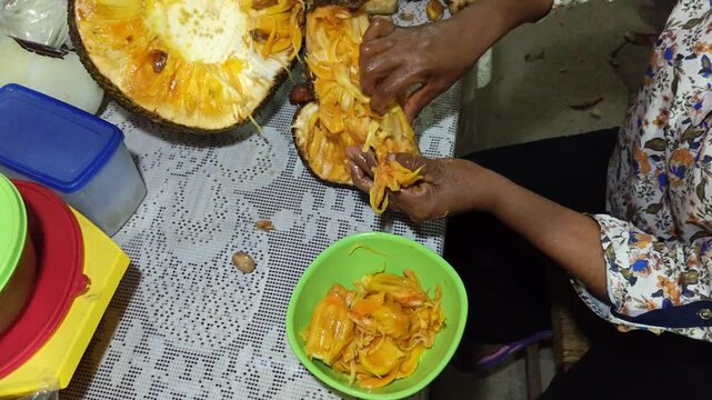 Woman's hands extracting pulp from a jackfruit (yaca)