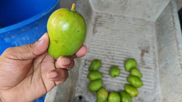 Hand holding and showing a fresh green criollo mango