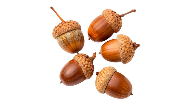 Collection of acorns showcasing their shapes and textures from various angles and sizes isolated on transparent background