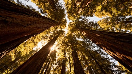 Pine tree canopy for adventure and peace in nature birthday theme concept now