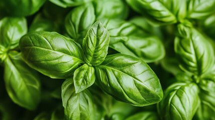 Heap of ripe basil leaves. green basil leaves