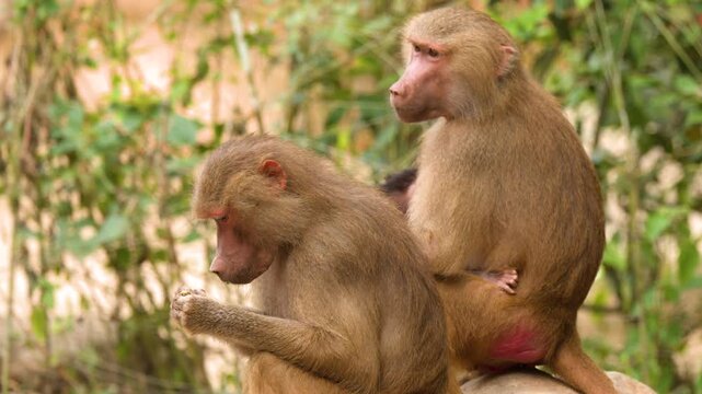 Hamadryas Baboons Sitting Together on a Rock in a Zoo Enclosure