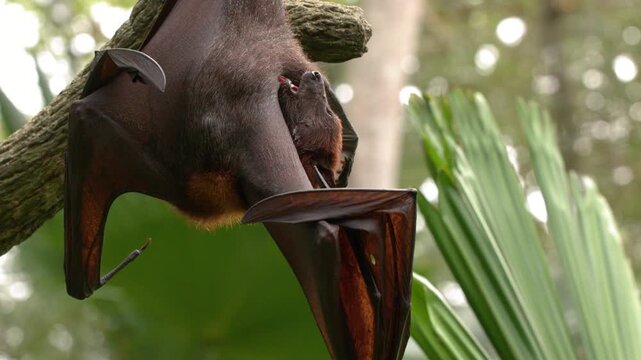 Large Flying Fox Bat Hanging Upside Down in Tropical Jungle