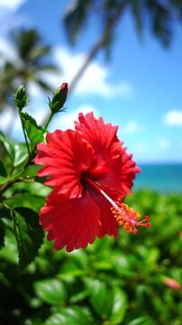Vibrant red hibiscus flower blooming brightly in a tropical paradise with ocean