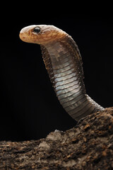 Fototapeta premium A striking cobra with a flared hood and dark, iridescent scales rises against a black background. Its gaze is intense, alert, and powerfully regal, 12 February 2026 Indonesia