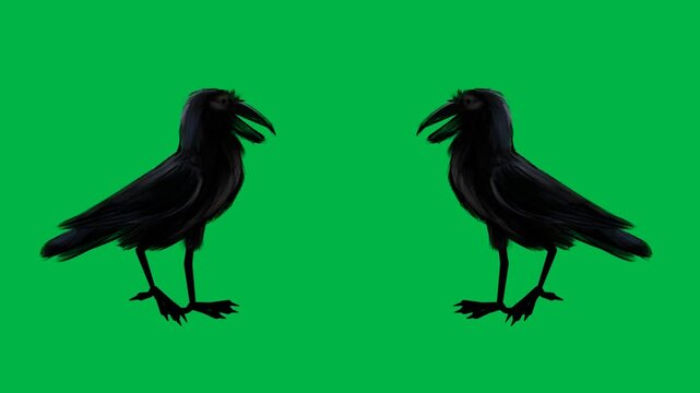 Two black ravens facing each other on green screen chromakey background. Ideal for 2d animated cartoon animation in fantasy, dialogue, or bird interaction scenes with easy keying.