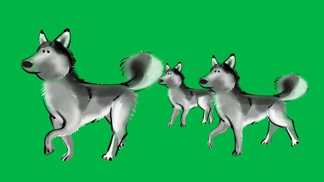 A pack of three husky dogs walking on green screen chromakey background. Beautiful 2d animated cartoon animation for team or sled themes.