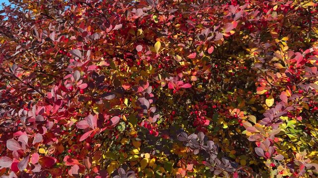 Autumn red leaves of Berberis thunbergi, Japanese barberry shrub.