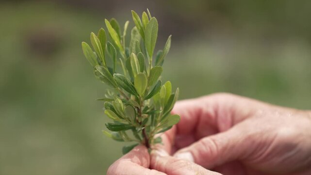 A detailed shot of a persons hands holding a branch of bog myrtle, showcasing its green leaves and natural texture for botanical or herbal use.