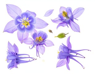 Fototapeta premium Delicate purple bell-shaped flowers with yellow centers