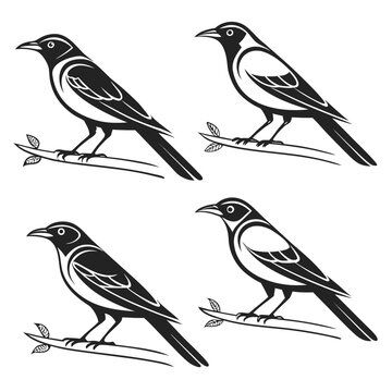 Four magpies standing on branches in a line drawing Vector