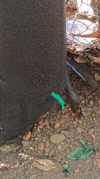 Close up of a nail driven into a black sapote tree trunk