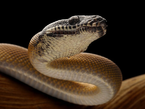 A Northern White-lipped Python (Bothrochilus albertisii) with smooth, iridescent scales, a distinct dark head, and striking white markings on its jaw, 12 February 2026 Indonesia