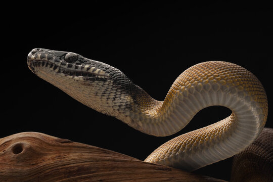 A Northern White-lipped Python (Bothrochilus albertisii) with smooth, iridescent scales, a distinct dark head, and striking white markings on its jaw, 12 February 2026 Indonesia
