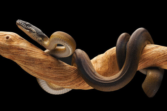 A Northern White-lipped Python (Bothrochilus albertisii) with smooth, iridescent scales, a distinct dark head, and striking white markings on its jaw, 12 February 2026 Indonesia