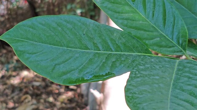 Detailed close up of a single green black sapote leaf