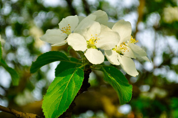Natural spring flower landscape with a spring apple tree in blossom, selective focus at the apple flowers