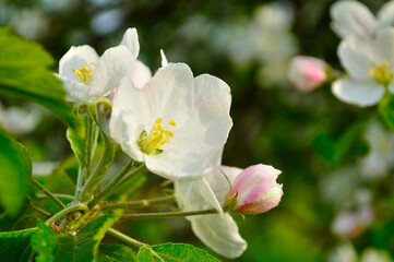Spring flowers of blooming apple tree.,spring apple tree in blossom, nature landscape