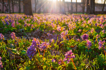 Spring landscape with blooming Corydalis halleri or Corydalis solida on the foreground. Spring park background