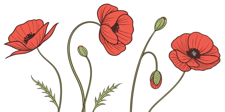 Gemini said

Red poppy flowers and blossoms with green leaves and stems form a beautiful floral nature illustration isolated on a white background for spring garden card design art