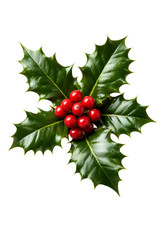 christmas holly and berries