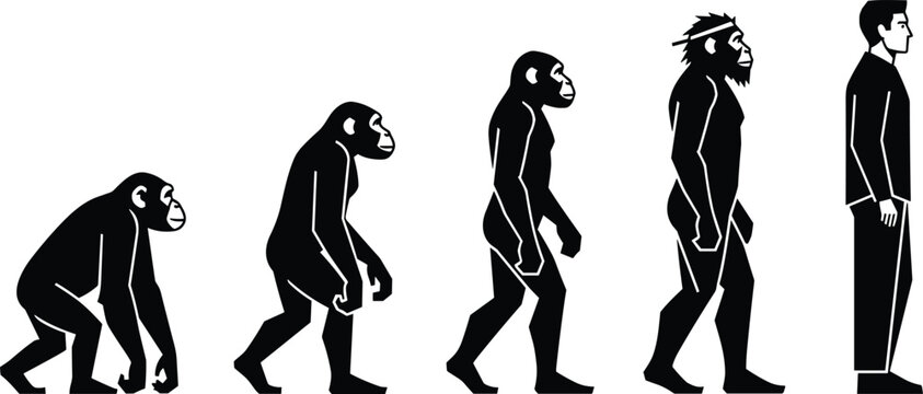 Chronological Vector Illustration of Human Evolution from Primitive Ape to Modern Man Representing Biological Anthropology Science History and Darwinian Theory of Natural Selection