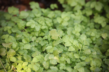 自生するクレソン