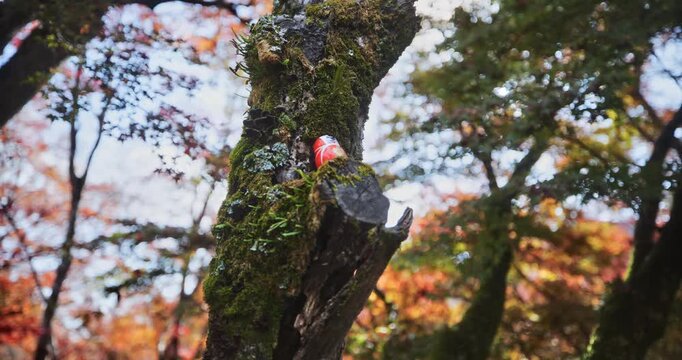 Small daruma doll on mossy cut up tree in autumn forest - steady cam low shot with sun flare
