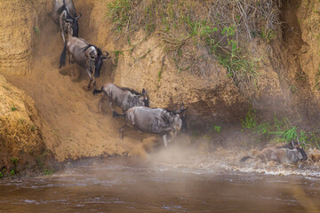 Сrossing across Mara River in Kenya. Zebras and wildebeest from Masai mara to Serengeti, Africa © Victor
