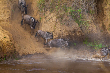 Сrossing across Mara River in Kenya. Zebras and wildebeest from Masai mara to Serengeti, Africa © Victor