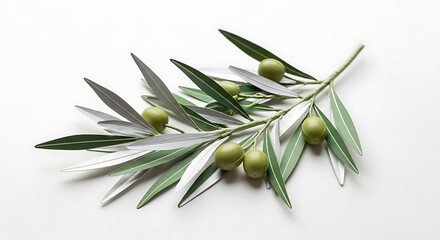 A fresh green olive branch featuring several plump green olives and healthy leaves on a clean white surface.
