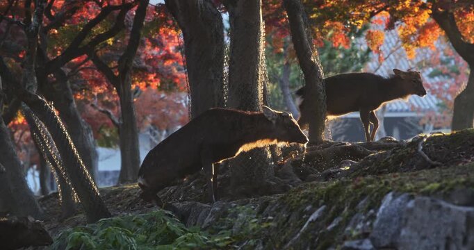 Majestic silhouette of deer walking out of stream of autumn Japanese park as sun rises in slow motion