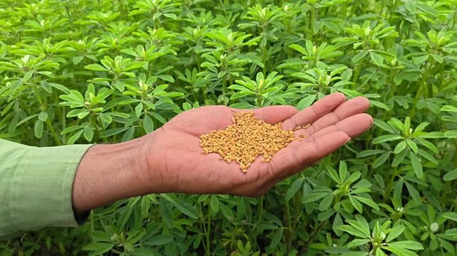 Farmer holding fenugreek seeds in hand