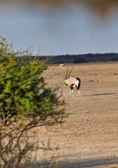 Solitary Gemsbok Antelope Walking Across the Arid Kalahari Desert Plains