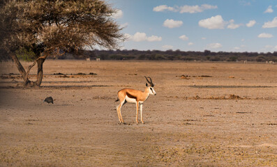 Solitary Springbok Antelope Standing on the Dry Kalahari Desert Plains