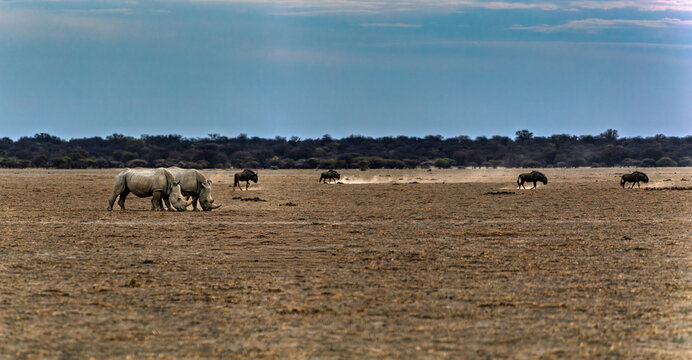 Southern White Rhinoceros Herd Grazing in Khama Rhino Sanctuary, landscape of the Serwe Pan