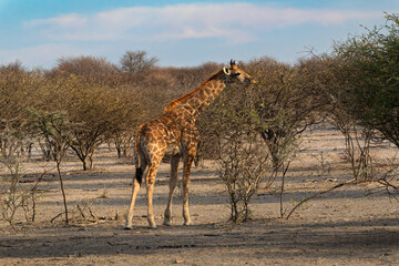 Southern Giraffe Feeding on Dry Acacia Branches in the Kalahari during the dry season