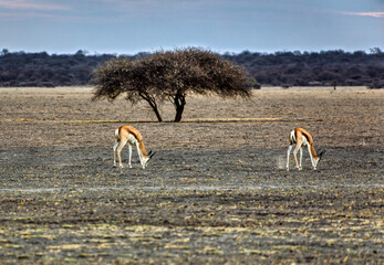 Two Springbok Antelopes Grazing on Arid Botswana Savannah typical of the Central Kalahari or Nxai Pan regions
