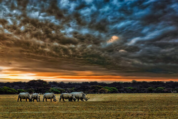 Southern White Rhinoceros Crash Grazing at Sunset in Khama Rhino Sanctuary