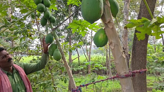 Indian farmer holding fresh papaya fruit in agricultural farm