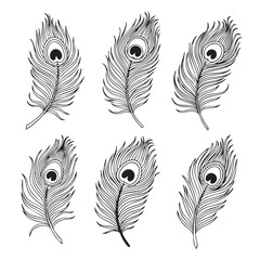 Obraz premium Collection of intricate peacock feathers hand drawn in black and white