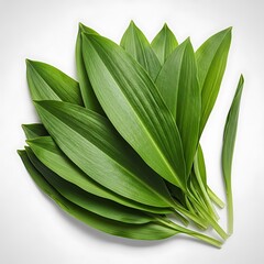 Collection of fresh green leaves arranged neatly on a white background
