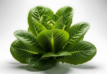 Fresh Romaine Lettuce Plant with Water Droplets on Leaves  Healthy Food